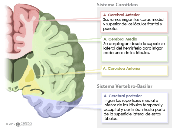 sistemas carotideo vertebro-vasilar