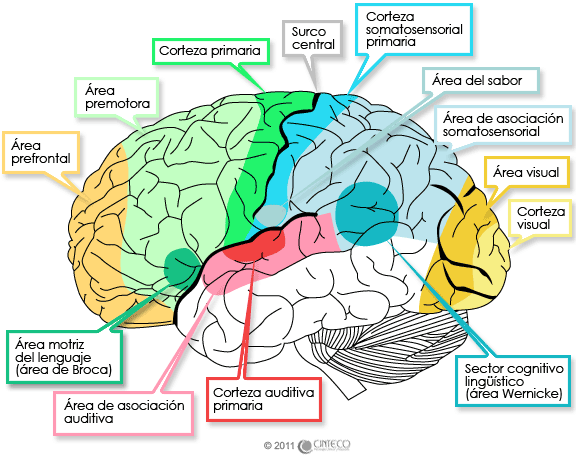 Resultado de imagen de sistema nervioso central