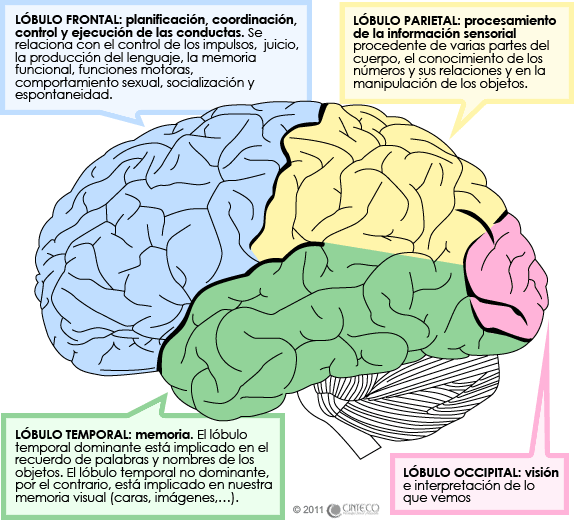 clasificacion de alteraciones neuropsicologicas, el cerebro por lóbulos: frontal, parietal, temporal y occipital