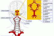 Clasificación de alteraciones neuropsicológicas según localización hemisférica y según territorios vasculares