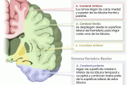 Vascularización Cerebral